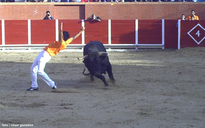 foto de los novillos